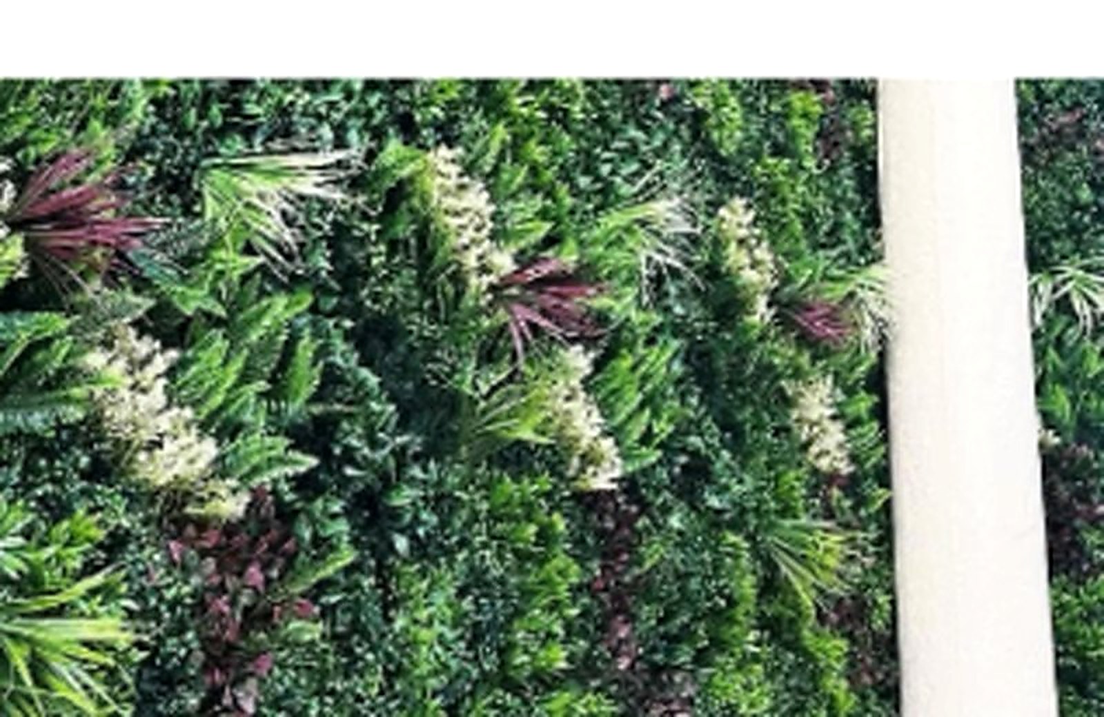 Ivy Walls