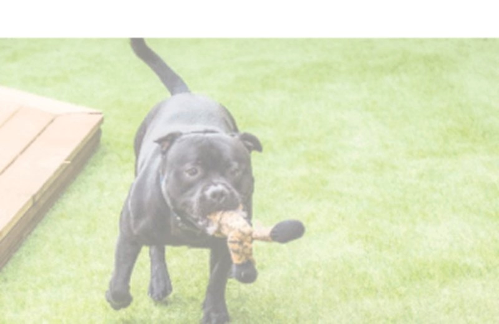 Pet Turf