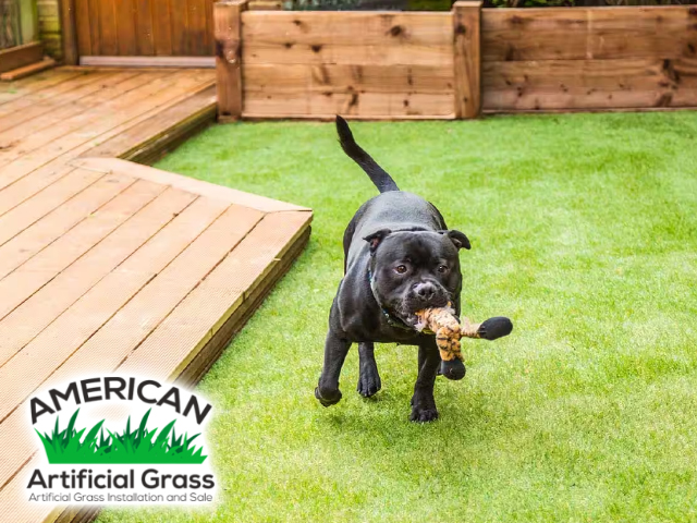 Dog Runs Artificial Grass